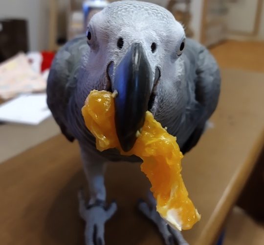 みかん大好き ぴっぴとぽっぽ「ぴぴぽっぽ」