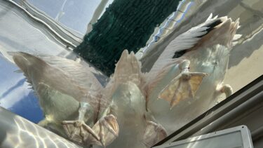 【鳥スポット】サンシャイン水族館