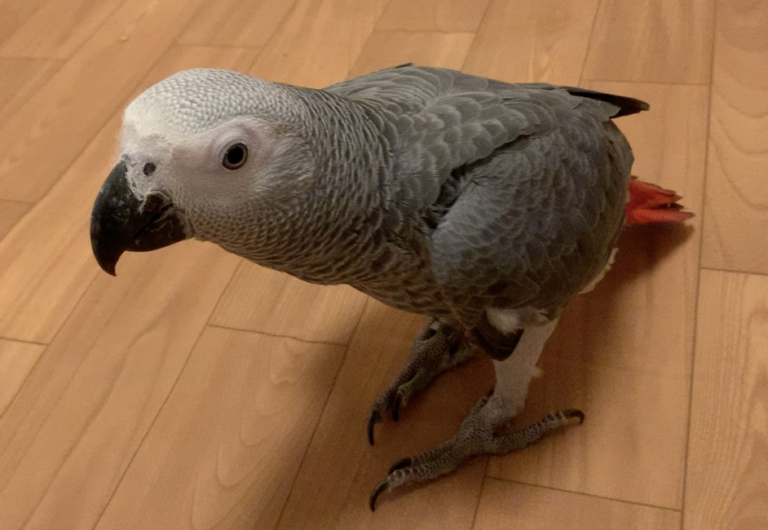 国際希少種の登録方法について ヨウム ぴっぴとぽっぽ「ぴぴぽっぽ」