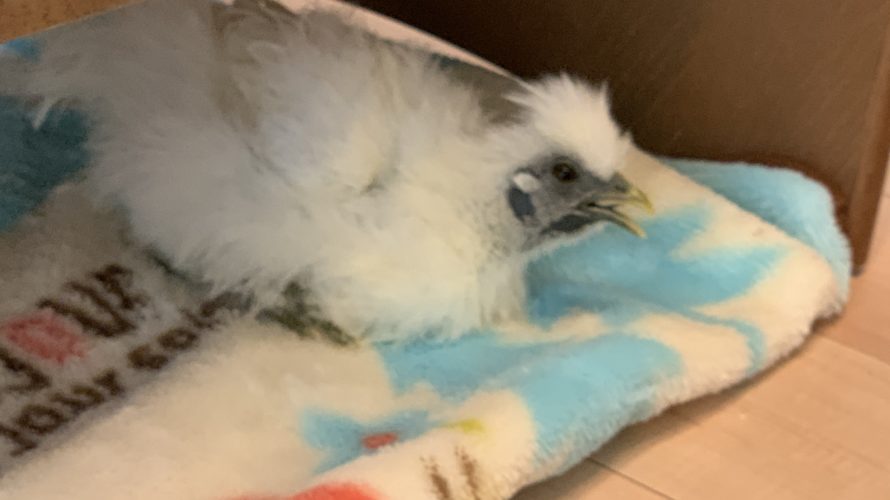 朝ごはん食べてリラックスモード ぴっぴとぽっぽ ぴぴぽっぽ