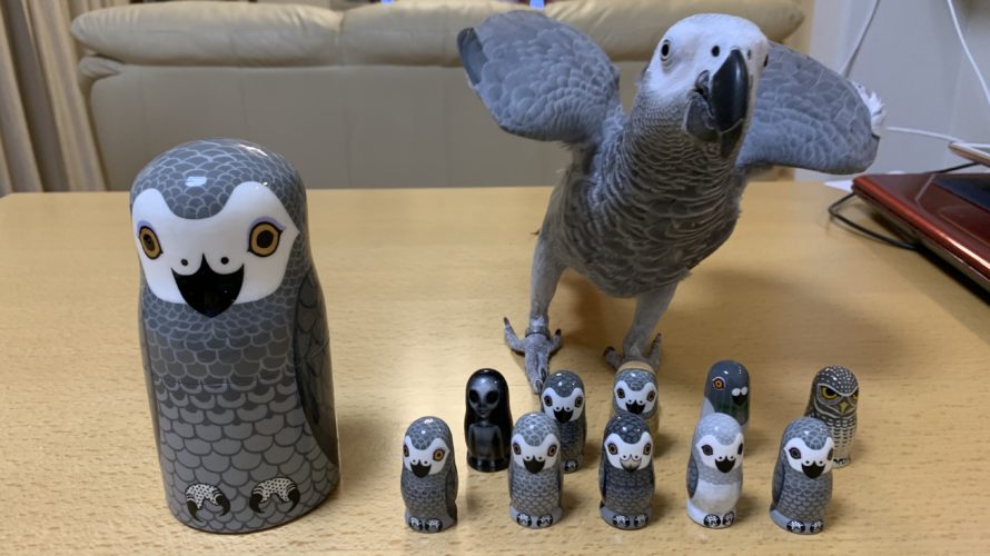 ヨウムグッズのお店Route46さんのマトリョーシカが届きました！ ぴっぴとぽっぽ「ぴぴぽっぽ」