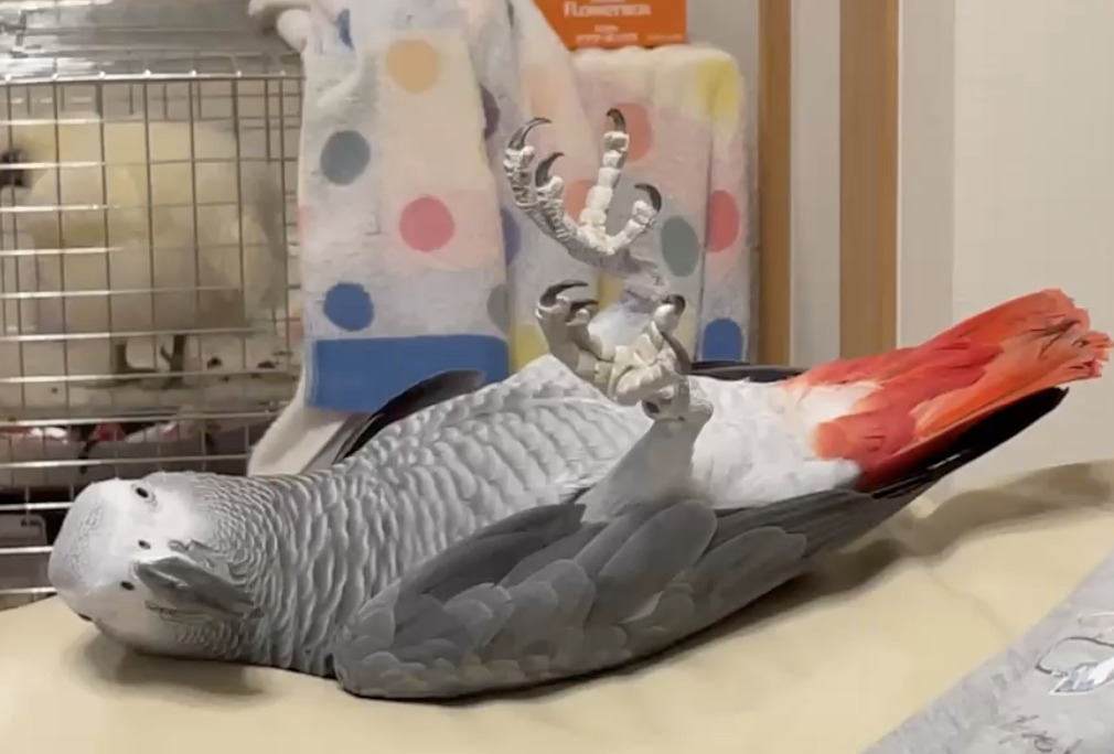 ふるなびのcmに可愛いオカメちゃんが ぴっぴとぽっぽ ぴぴぽっぽ ふるなびのcmに可愛いオカメちゃんが ぴっぴとぽっぽ ぴぴぽっぽ