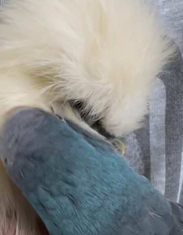 オキナインコが烏骨鶏の毛づくろい　A monk parakeet grooms a silkie