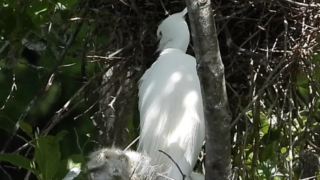 コサギの雛がいました【野鳥観察＠石神井公園】（2025.5.11）