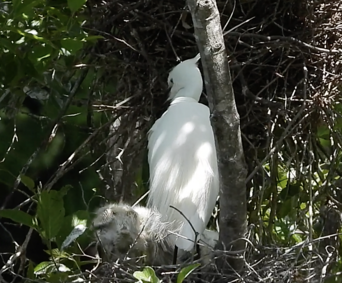 コサギの雛がいました【野鳥観察@石神井公園】(2025.5.11)
