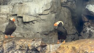 葛西臨海水族園 海鳥＋ペンギン完全ガイド